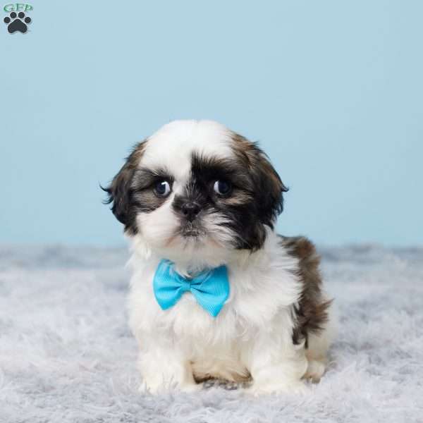 Mason, Shih Tzu Puppy